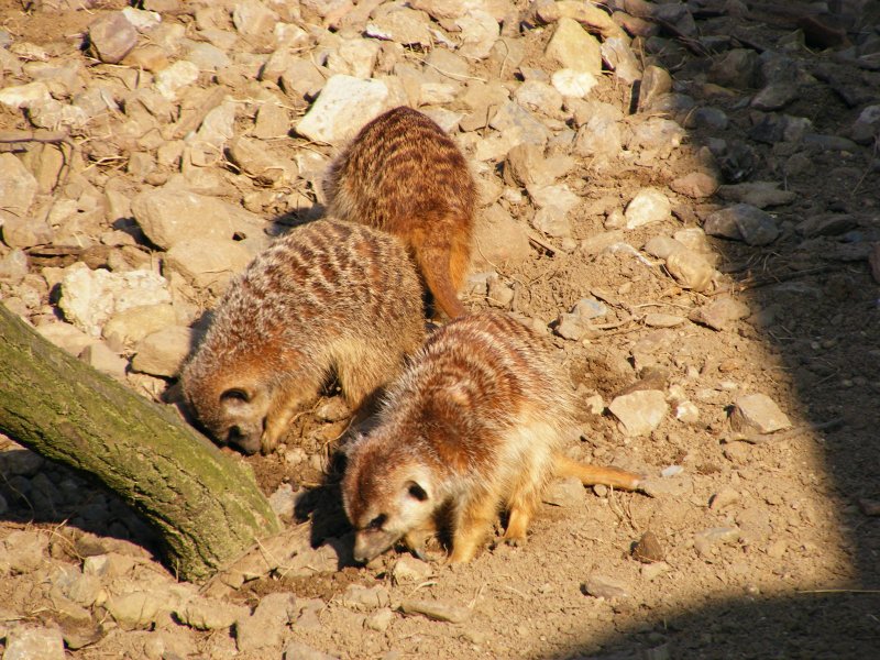 Junge Erdmnnchen im Gelsenkirchener Zoo am 1. April 2009.