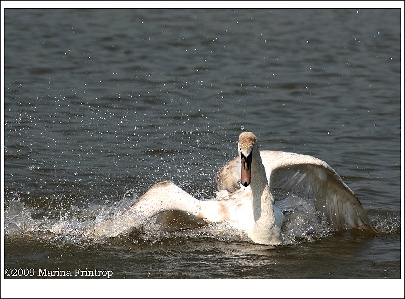 Junger Wilder - Bei diesem Hckerschwan (Cygnus olor) war die brunliche Federfrbung der Jungtiere noch gut zu erkennen.