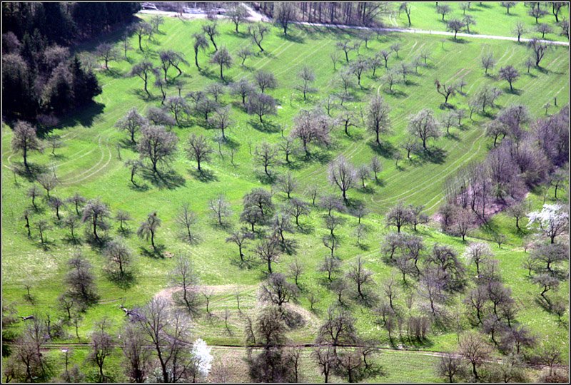 Kahle Bäume -

Obstbaumlandschaft unterhalb des Albtraufes, Blick vom Gelben Felsen des Teckberges. 

11.04.2009 (M)