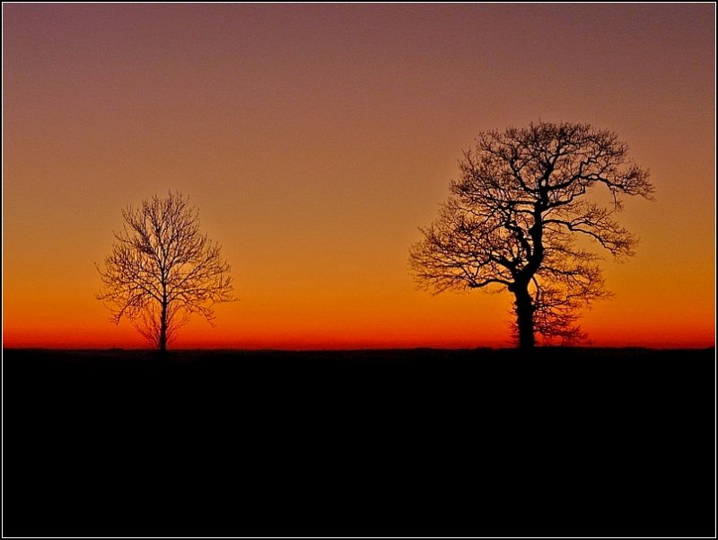 Kahle Bume im Sonnenuntergang fotografiert in Hoscheid-Dickt am 26.12.08. (Jeanny)