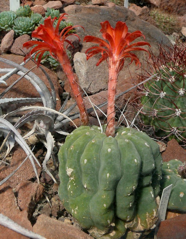 Kaktus Matucana am 18.06.2008 in Wilhelma/Stuttgart - Matucana (Syn.: Eomatucana F.Ritter, Submatucana Backeberg) ist eine Kakteen-Gattung, die nach dem Dorf Matucana in Peru am Westhang der Anden-Kordilleren nordstlich der Hauptstadt Lima benannt ist, wo die erste typische Art gefunden wurde. Quelle = WIKIPEDIA