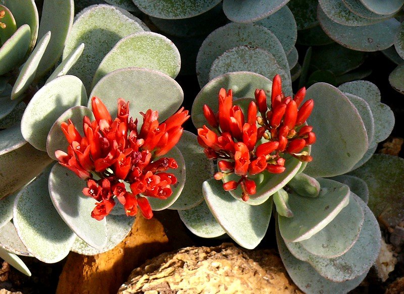 Kalanchoe am 18.06.2008 in Wilhelma/Stuttgart - Kalanchoe ist eine Pflanzengattung aus der Familie der Dickblattgewchse (Crassulaceae). Sie ist in die beiden Sektionen Kalanchoe und Bryophyllum unterteilt. Die sukkulenten Pflanzen sind in den tropischen Gebieten Afrikas und Asiens verbreitet. Bei vielen Arten der ausschlielich auf Madagaskar heimischen Sektion Bryophyllum entstehen an den Rndern der Laubbltter, aber auch am Bltenstand, Brutknospen. - Quelle = WIKIPEDIA