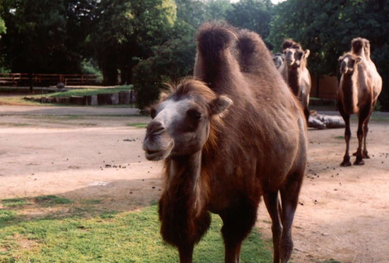 Kamel im Krefelder Zoo  ich glaub ich muss mal zum Frisr 