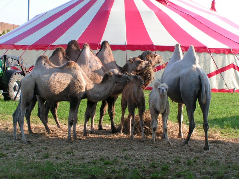 Kamelherde bei der morgendlichen Ftterung des Circus Belmondo, whrend des Gastaufenthaltes in RIED i.I. 070720