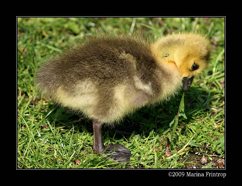 Kanadagans-Kken (Branta canadensis) beim Krftemessen mit einem Lwenzahn-Blatt.