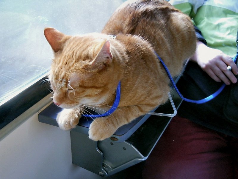 Kater HENRY mit der Bahn unterwegs, 2004