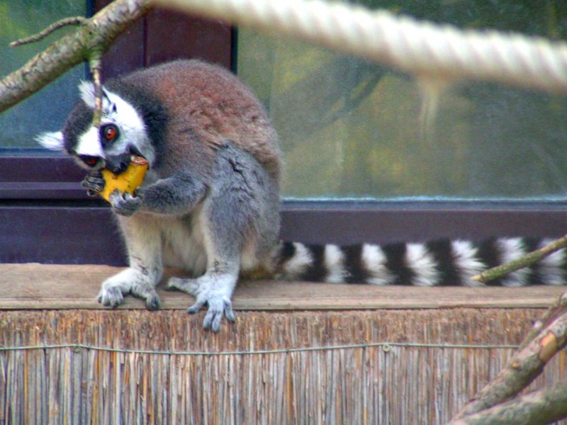 Katta hat ein  Lekkerli  gefunden, und verspeist es genuvoll; Zoo-Schmiding, 080504