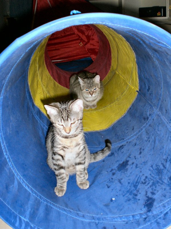 Katzen im Katzentunnel
2007