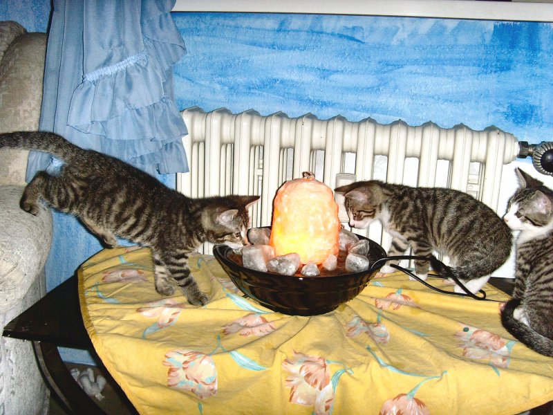 Katzenkinder am Brunnen
2007