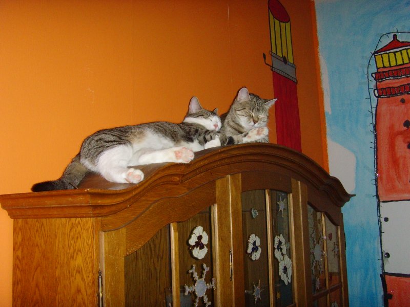 Katzenversammlung auf dem Schrank, 2008