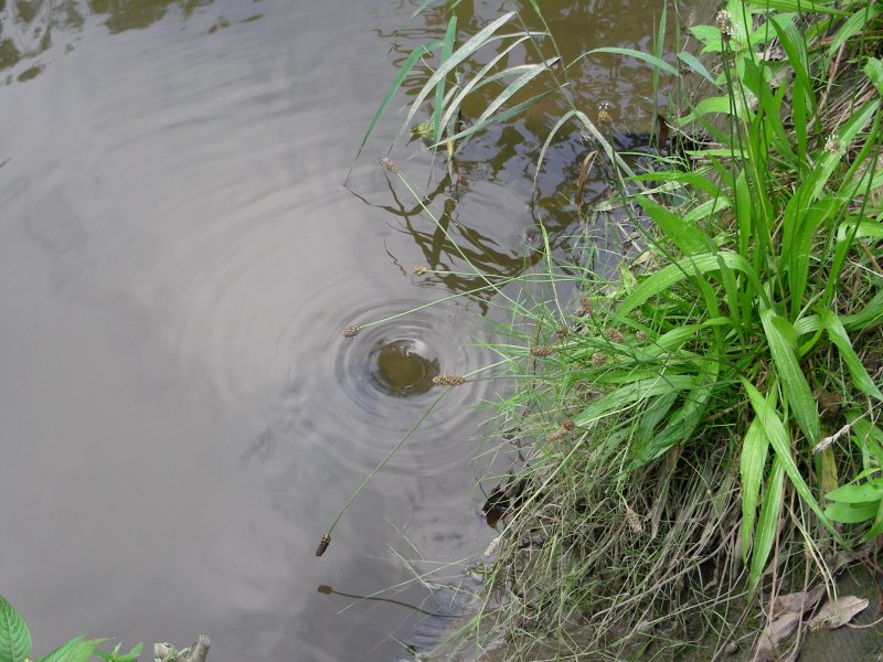 kein Naturschauspiel dieser kleine Strudel
zwei Wasserlufe sind mit Rhren verbunden daher der Sog