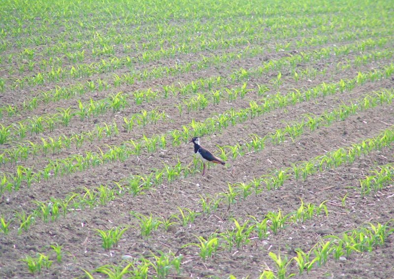 Kiebitz(Vanellus vanellus); ist soeben im Maisfeld gelandet; 080526