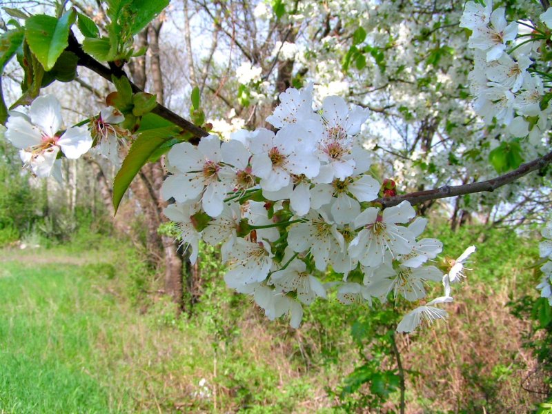 Kirschbaumblte (060424) 