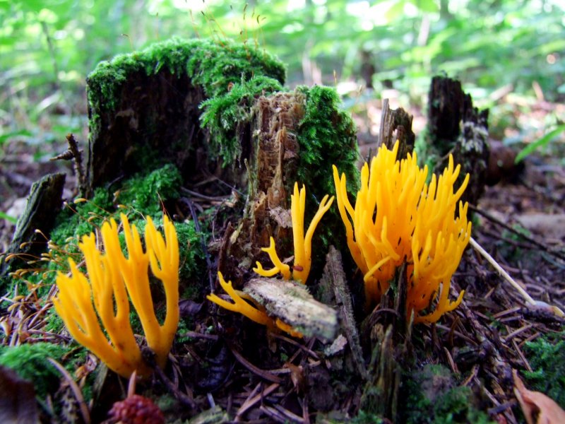 Klebriger Hrnling (Calocera viscosa)an einem vermoderten Moosberzogenen Baumstumpf;080803