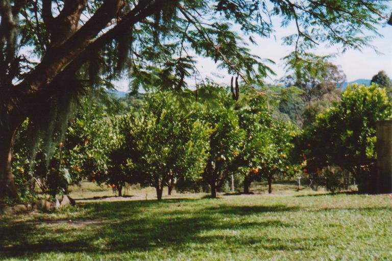 Kleine Plantage in Australien