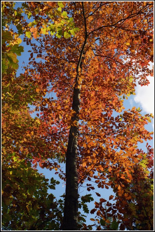 Knallrot gefrbt prsentiert sich diese Eiche im Oktober 2005 - entdeckt im Wald bei Scharfenstein.