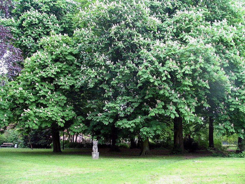 Kopflos in der Parklandschaft, entdeckt auf einem Spatziergang.