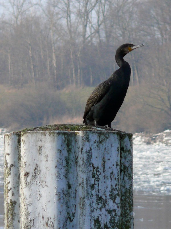 Kormoran an der Elbe bei Geesthacht, 25.01.2009
