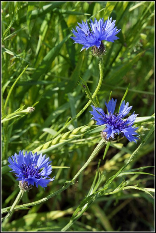 Kornblumen sind Boten des Sommers - fotografiert im Mai 2006 bei Feldberg in der Uckermark.