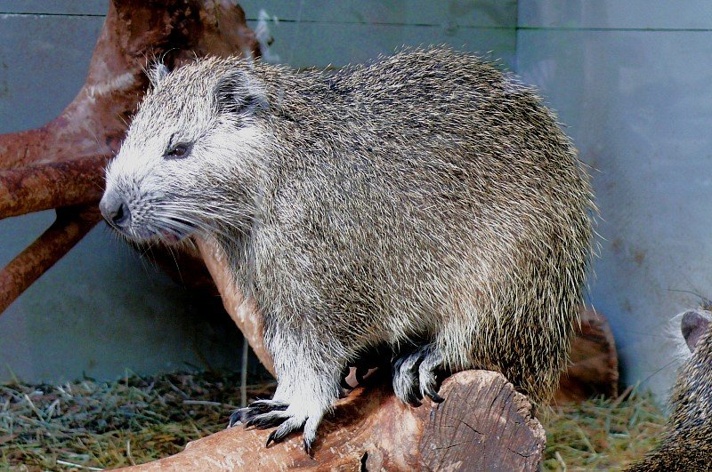 KubaBaumratte am 31.05.2008 in Wilhelma/Stuttgart Landschaftsfotos.eu