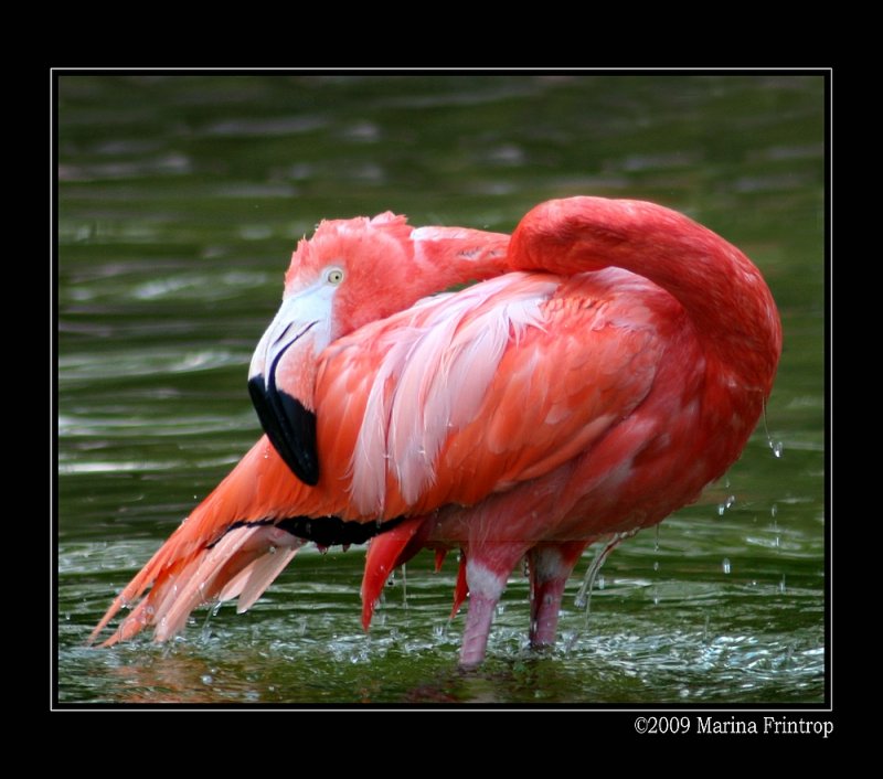Kuba-Flamingo (Phoenicopterus ruber ruber) - Fotografiert im Grugapark in Essen.