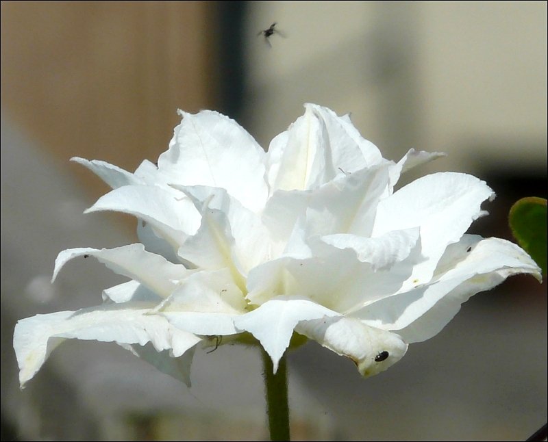 Landeanflug auf eine Clematis Blte fotografiert am 02.07.08. (Jeanny)