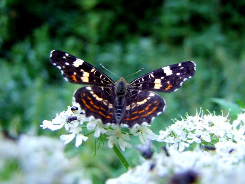 Landkrtchen(Araschnia levana)in der Sommerform ist gerade gelandet; 080728