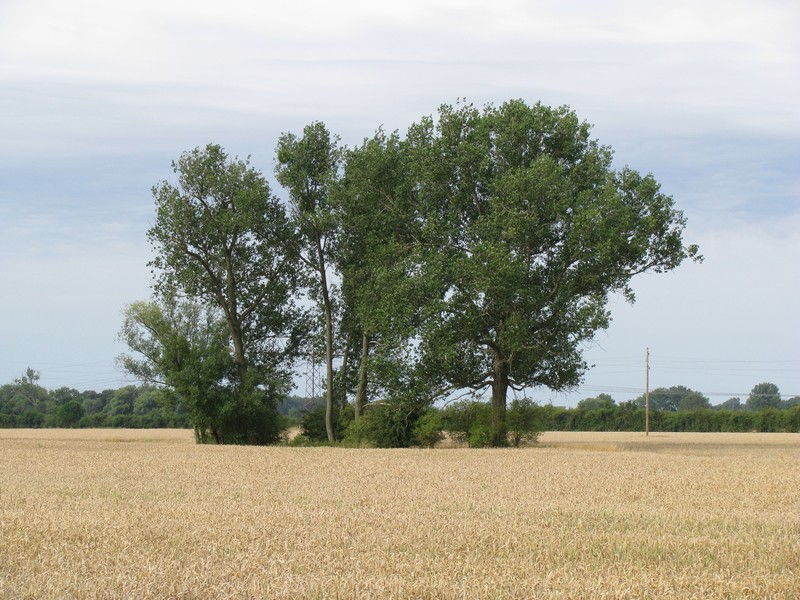 Landschaft bei Beuster (Sachsen-Anhalt) 22.07.2009