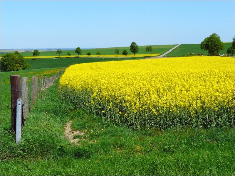 Landschaft fotografiert zwischen Heiderscheid und Kehmen am 11.05.08