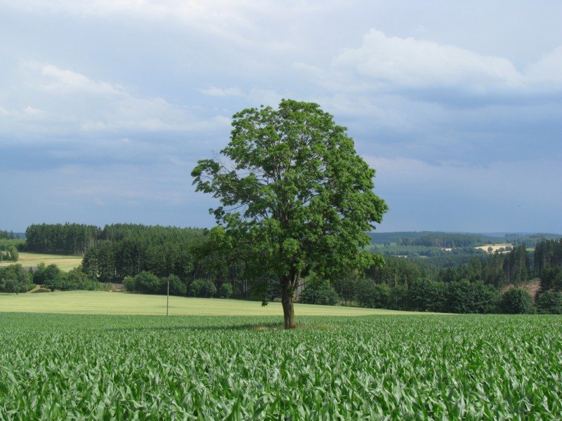 Landschaft im Grenzraum zwischen Thringen und Bayern, 06.07.2008