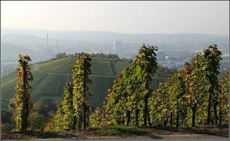 Landschaft der Großstadt -

Nur wenige Großstädte sind auch landschaftlich so abwechslungsreich wie Stuttgart: Im Süden und Westen der Stadt ausgedehnte Waldgebiete, im Süden die Filderebene mit ihren Feldern und im Norden und Osten die Weinberghänge. Hier ein Blick durch die Weinreben über den Mönchberg auf die Stadt. 

11.10.2008 (M)