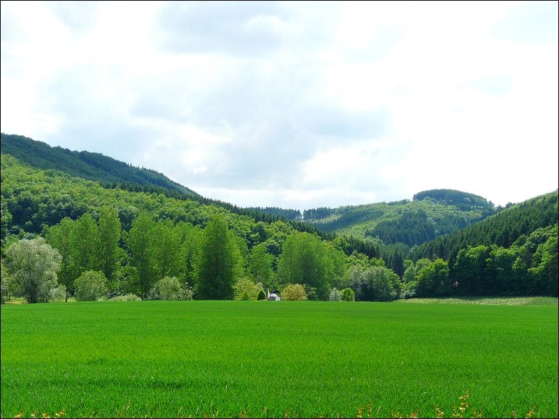 Landschaft in der Nhe von Wilwerwiltz. Was mich hier fasziniert hat, waren die vielen verschiedenen Grntne. 25.05.08