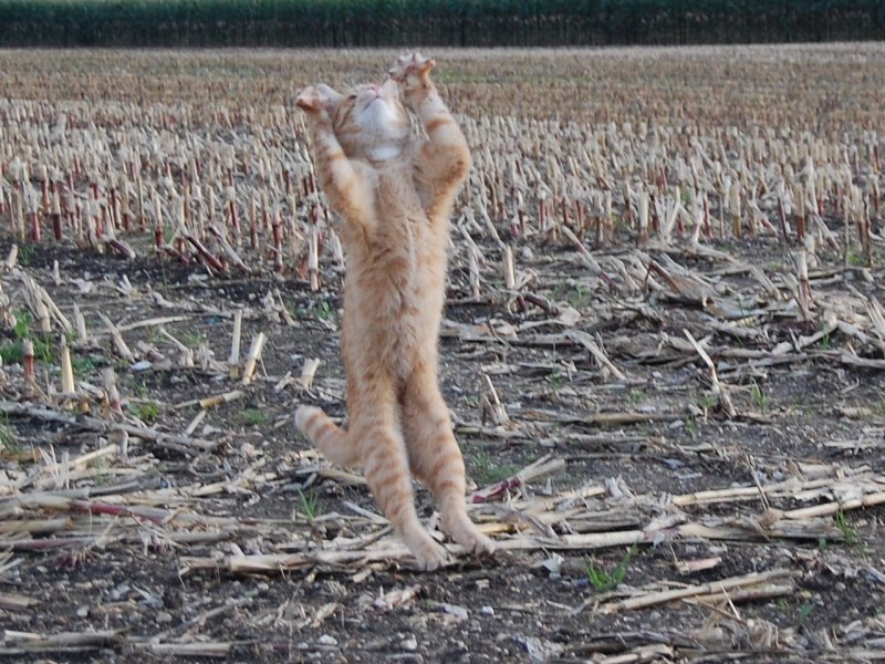 Leicht zu beschaftigen war
dieser junge Kater. Ein in die Luft
geworfenes Maisstck und der 
Stubentiger war fr die tollsten
Einlagen zu haben.(Micheldorf 15.09.2007)