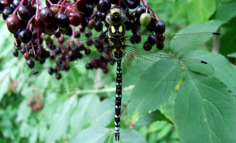 Libelle, gut getarnt auf Hollunderfrchten; 080824