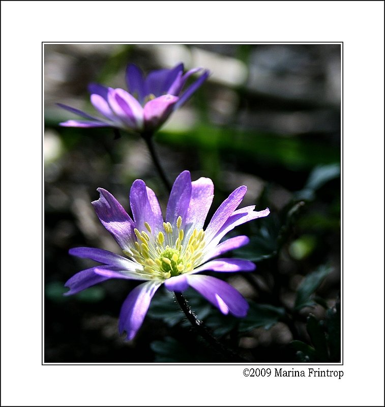 Lichtblicke - Balkan Windrschen - Frhlingsanemone (Anemone blanda). Frhlingsboten im Grugapark Essen (NRW).