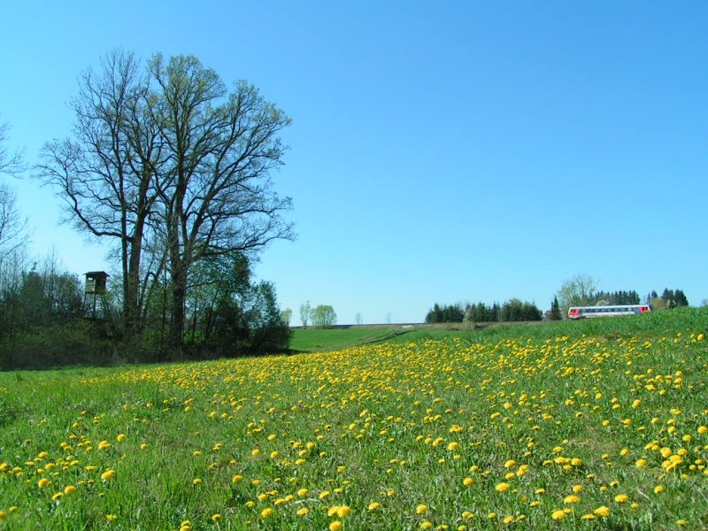 Lwenzahnwiese mit mchtiger Eiche, im Hintergrund die Hausruckbahn; 070415