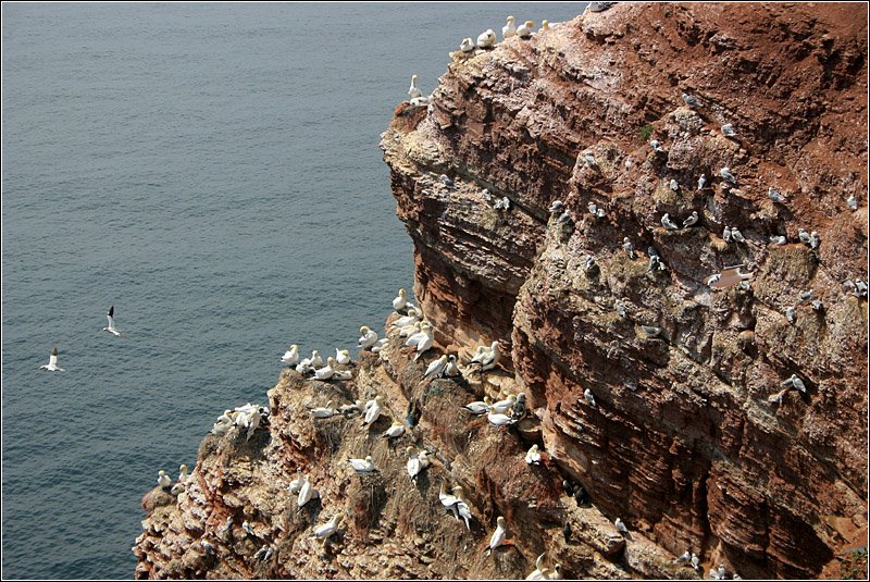 Lummenfelsen auf Helgoland. 

16.07.2007 (M)