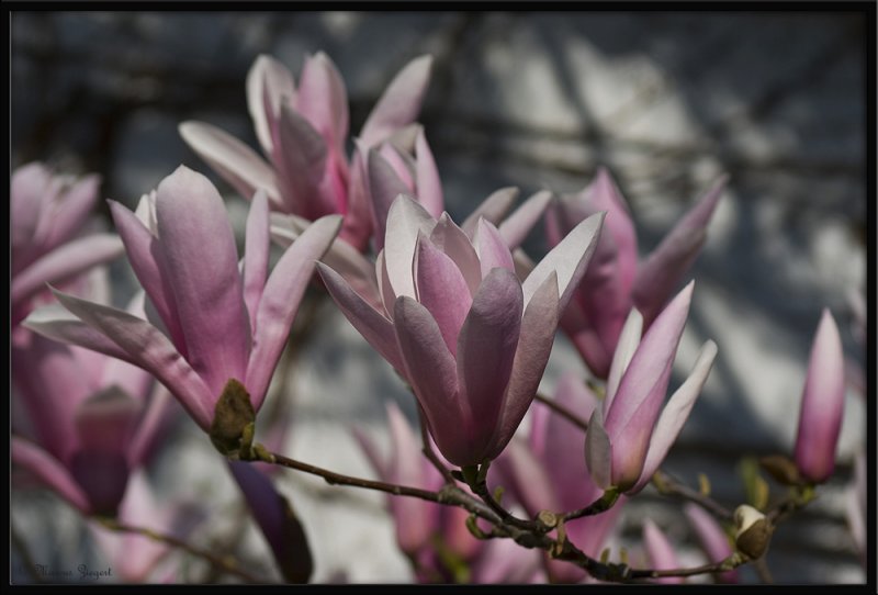 Magnolia im Erholungspark Berlin Marzahn 12.04.2009