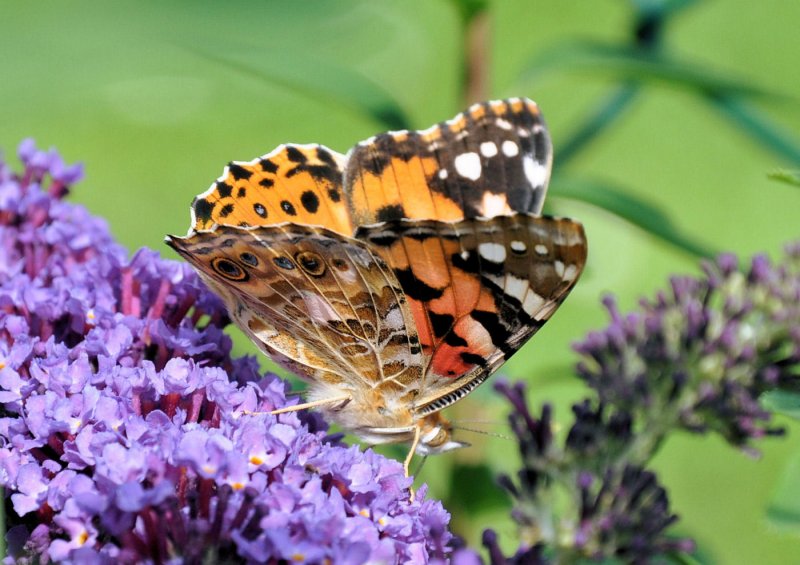 Mahlzeit!! Schmetterling nimmt mit dem  Saugrssel  Nahrung auf - 05.07.2009