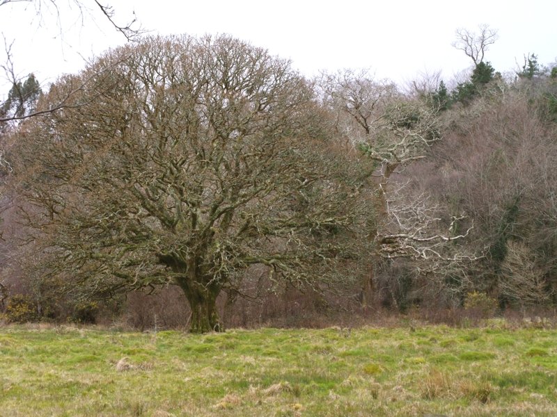 Majesttisch beherrschen die Baumriesen die Landschaft. (Naturreservat)