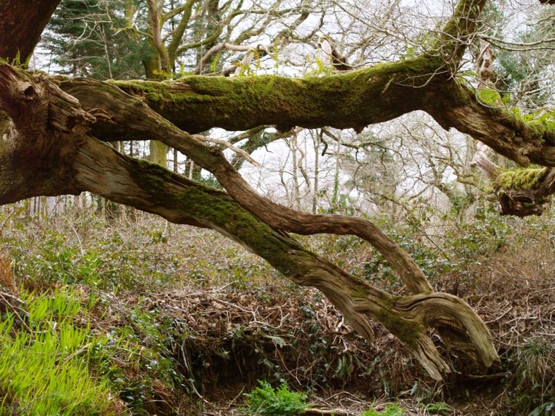 Man kommt sich vor wie um Urwald. (Naturreservat)