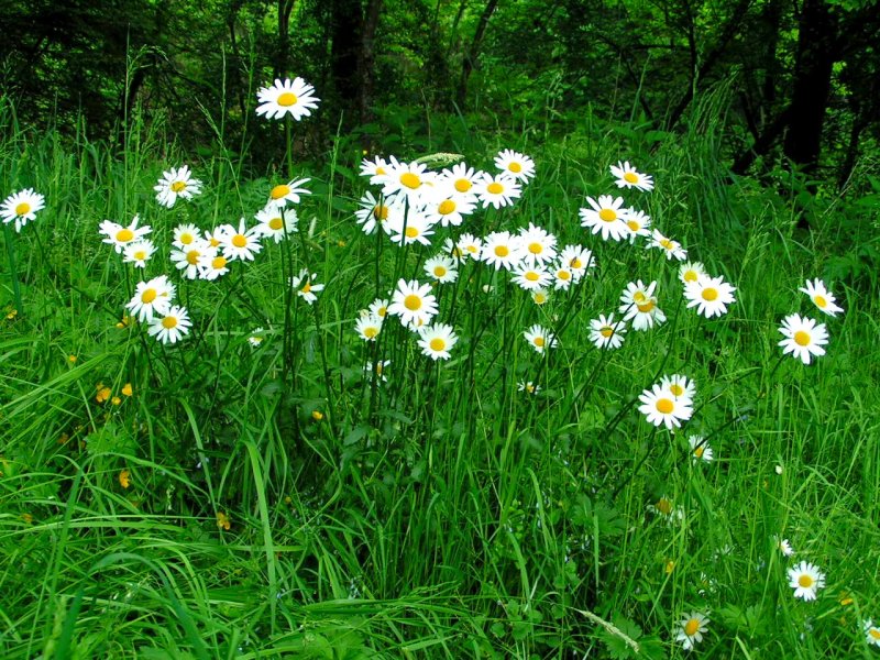 Margeriten (Leucanthemum) am Waldesrand; 080524, einen Tag spter waren sie umgemht!