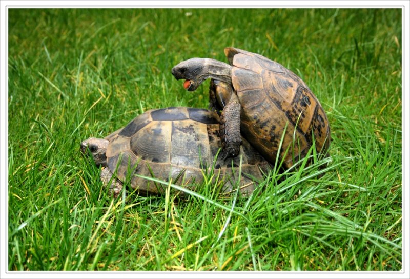 Maurische Landschildkrten (Testudo graeca). Gestern in Oberhausen - Paul & Paula haben ihren Winterschlaf offensichtlich gut berstanden.