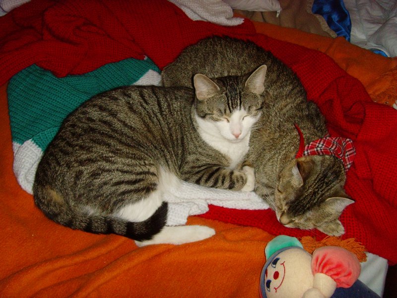 Mausi und Lilie, Juni 2008