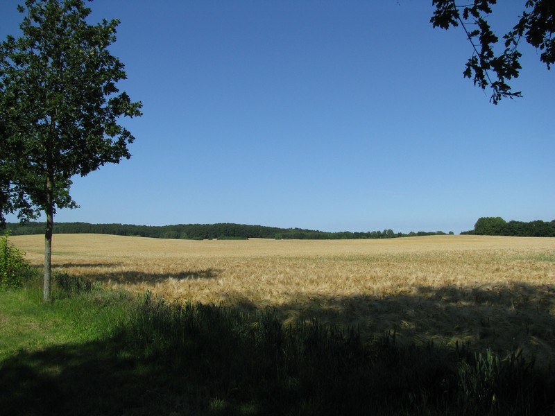 Mecklenburger Landschaft bei Grenzhausen, Sommer 2009