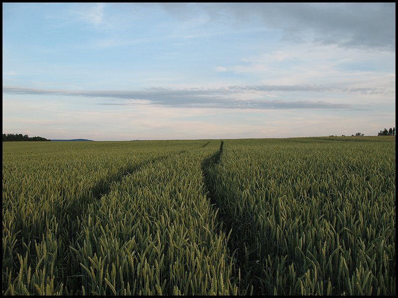 Mein erstes Bild auf Landschaftsfotos.eu, ein Feld bei Aalen-Spitz. Aufgenommen am Abend des 20.06.2008.