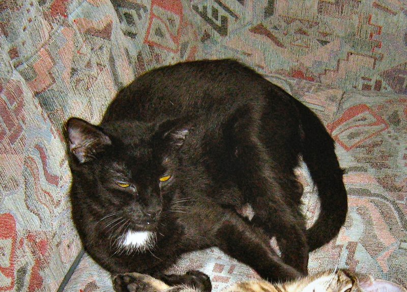 Mini-Mam ruht auf dem Sofa aus, 2007