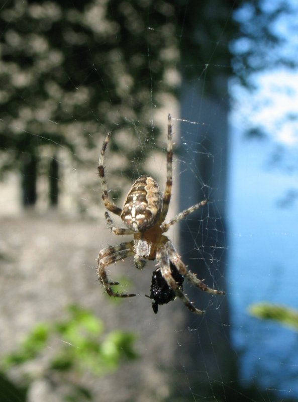 Mittagimbiss beim Chteau de Chillon.
(03.08.2008)