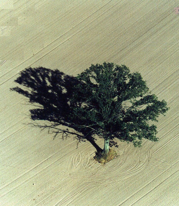 Mitten auf dem Acker - der einsame Baum - Sommer 1998