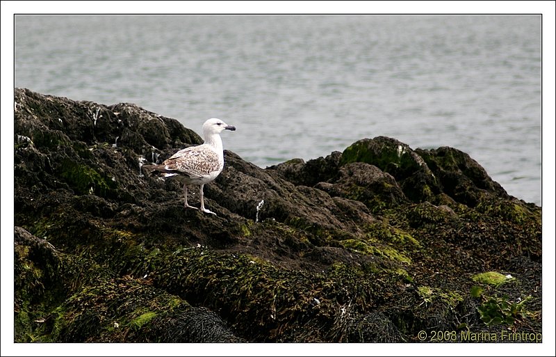 Mwe auf Beobachtungsposten im Hafen von Castletownbere, Irland County Cork